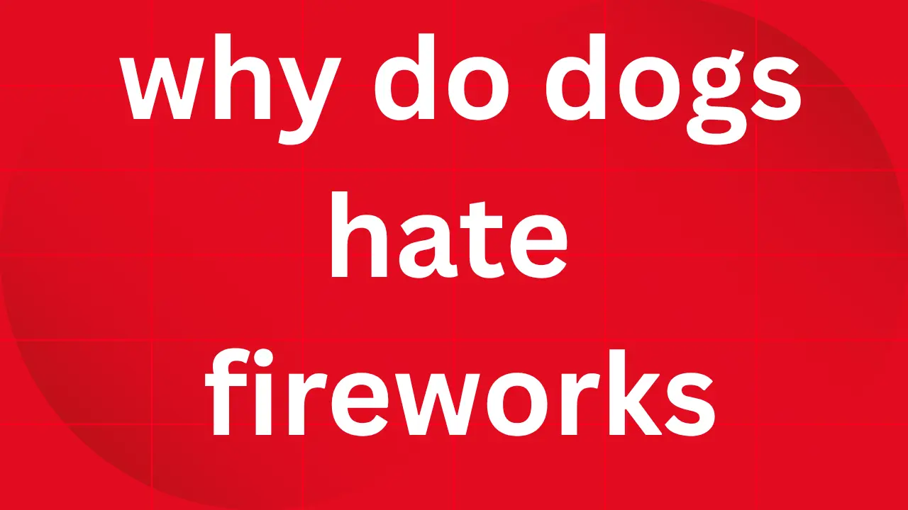 why do dogs hate fireworks